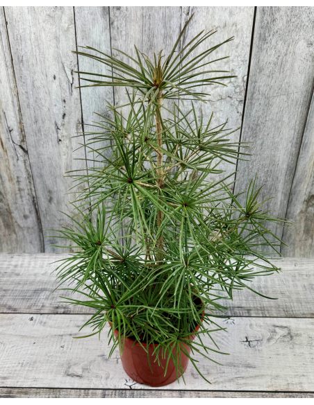 Sciadopitys verticillata - sośnica japońska
pojemnik 5L