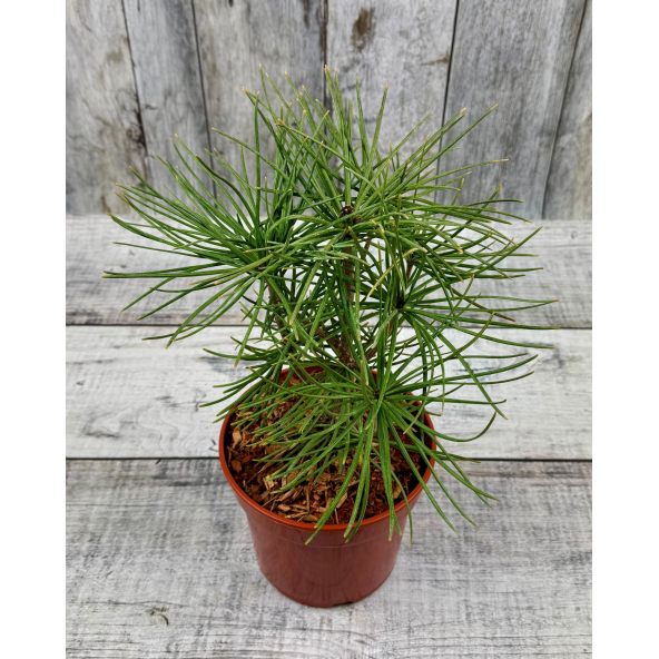 Sciadopitys verticillata - sośnica japońska
pojemnik 3L