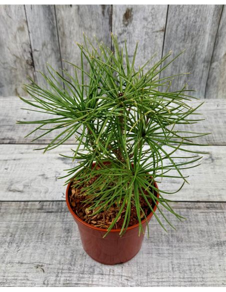 Sciadopitys verticillata - sośnica japońska
pojemnik 3L