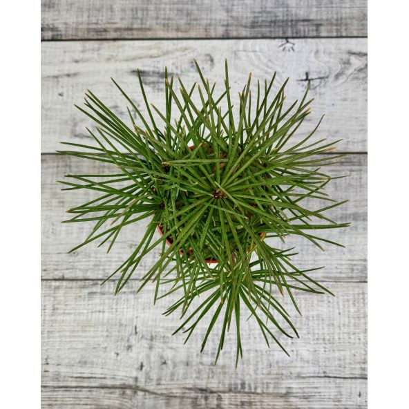 Sciadopitys verticillata - sośnica japońska
pojemnik 3L