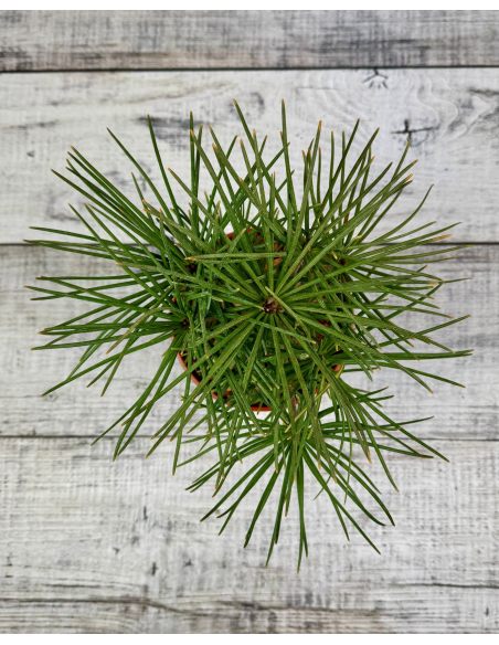 Sciadopitys verticillata - sośnica japońska
pojemnik 3L