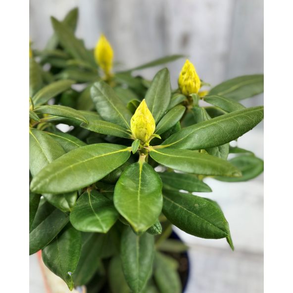 'Pernilla' - różanecznik wielkokwiatowy
Rhododendron hybridum 'Pernilla'