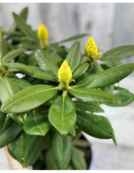'Pernilla' - różanecznik wielkokwiatowy
Rhododendron hybridum 'Pernilla'