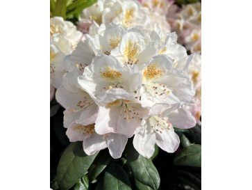 'Pernilla' - różanecznik wielkokwiatowy
Rhododendron hybridum 'Pernilla'