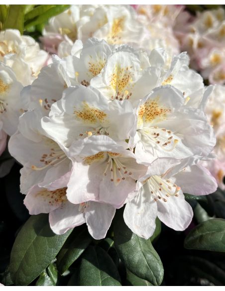 'Pernilla' - różanecznik wielkokwiatowy
Rhododendron hybridum 'Pernilla'