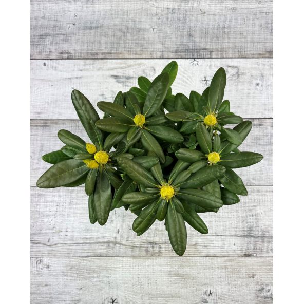 'Pernilla' - różanecznik wielkokwiatowy
Rhododendron hybridum 'Pernilla'