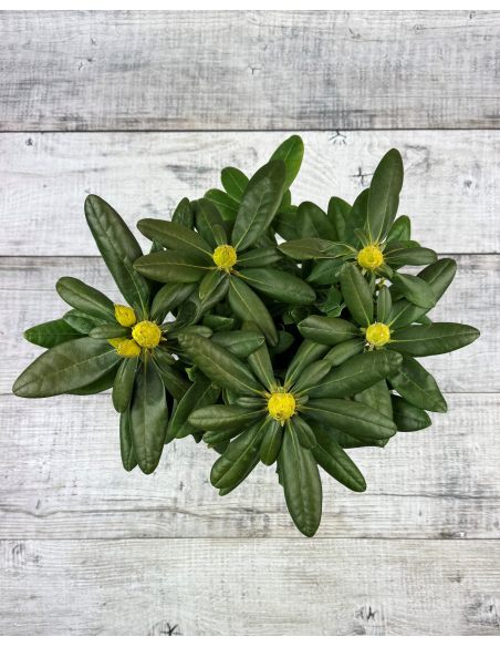 'Pernilla' - różanecznik wielkokwiatowy
Rhododendron hybridum 'Pernilla'