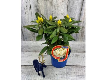 'Pernilla' - różanecznik wielkokwiatowy
Rhododendron hybridum 'Pernilla' 2