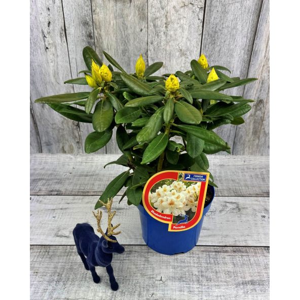 'Pernilla' - różanecznik wielkokwiatowy
Rhododendron hybridum 'Pernilla'