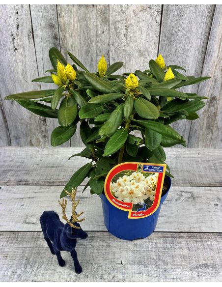 'Pernilla' - różanecznik wielkokwiatowy
Rhododendron hybridum 'Pernilla'