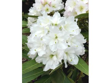 'Lumotar' - różanecznik wielkokwiatowy
Rhododendron hybridum 'Lumotar'
