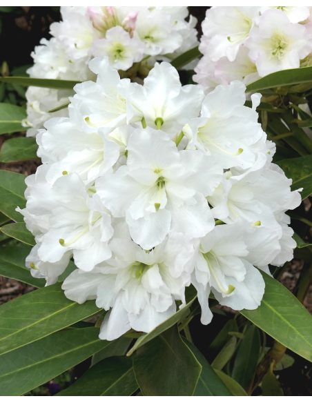 'Lumotar' - różanecznik wielkokwiatowy
Rhododendron hybridum 'Lumotar'