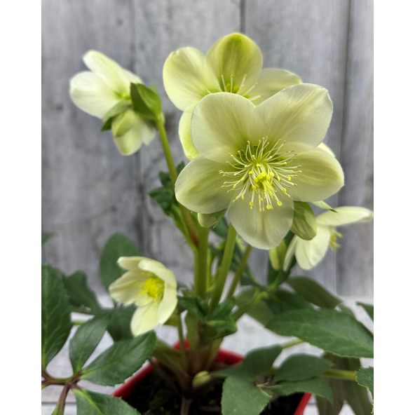 'Coseh 750' HGC ICE BREAKER MAX - ciemiernik
Helleborus - 'Coseh 750' HGC ICE BREAKER MAX