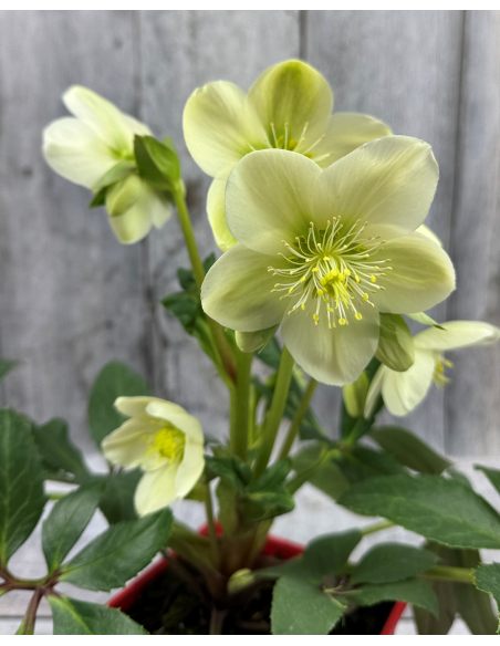 'Coseh 750' HGC ICE BREAKER MAX - ciemiernik
Helleborus - 'Coseh 750' HGC ICE BREAKER MAX