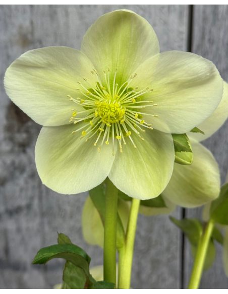 'Coseh 750' HGC ICE BREAKER MAX - ciemiernik
Helleborus - 'Coseh 750' HGC ICE BREAKER MAX