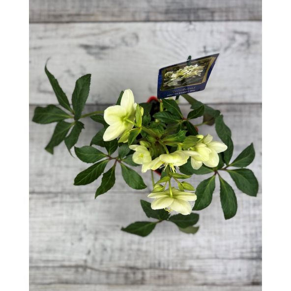 'Coseh 750' HGC ICE BREAKER MAX - ciemiernik
Helleborus - 'Coseh 750' HGC ICE BREAKER MAX