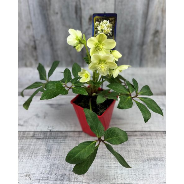 'Coseh 750' HGC ICE BREAKER MAX - ciemiernik
Helleborus - 'Coseh 750' HGC ICE BREAKER MAX