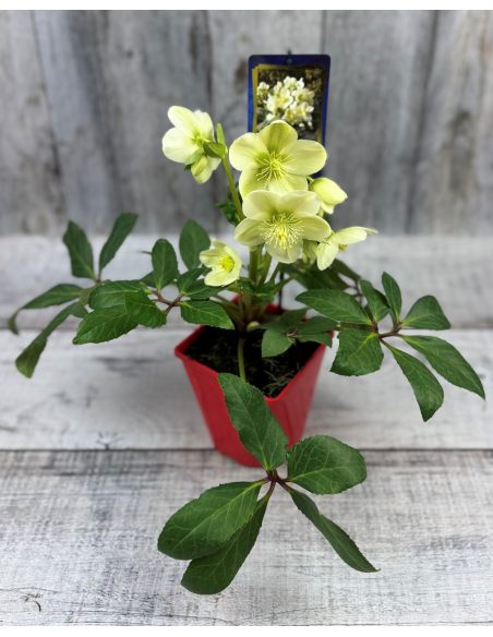 'Coseh 750' HGC ICE BREAKER MAX - ciemiernik
Helleborus - 'Coseh 750' HGC ICE BREAKER MAX