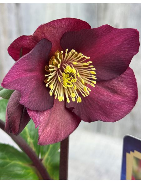 'Coseh 6600' HGC ICE N' ROSES BENOTTA - ciemiernik iburgski 
Helleborus xiburgensis - 'Coseh 6600' HGC ICE N' ROSES BENOTTA