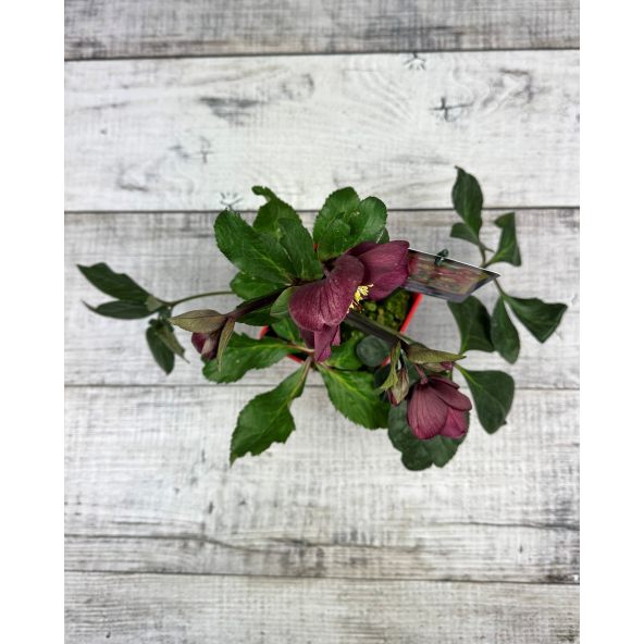 'Coseh 6600' HGC ICE N' ROSES BENOTTA - ciemiernik iburgski 
Helleborus xiburgensis - 'Coseh 6600' HGC ICE N' ROSES BENOTTA