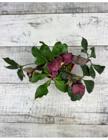 'Coseh 6600' HGC ICE N' ROSES BENOTTA - ciemiernik iburgski 
Helleborus xiburgensis - 'Coseh 6600' HGC ICE N' ROSES BENOTTA