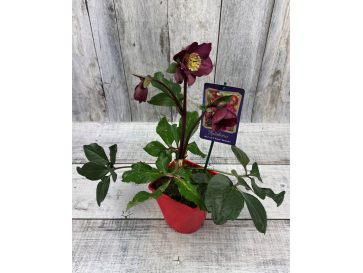 'Coseh 6600' HGC ICE N' ROSES BENOTTA - ciemiernik iburgski 
Helleborus xiburgensis - 'Coseh 6600' HGC ICE N' ROSES BENOTTA 2