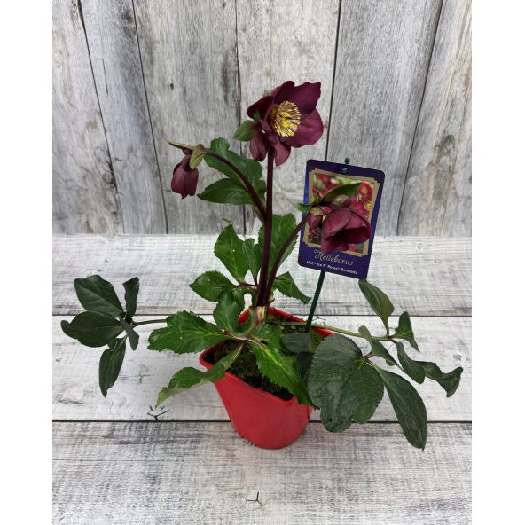 'Coseh 6600' HGC ICE N' ROSES BENOTTA - ciemiernik iburgski 
Helleborus xiburgensis - 'Coseh 6600' HGC ICE N' ROSES BENOTTA