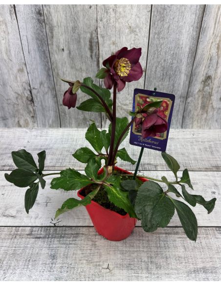 'Coseh 6600' HGC ICE N' ROSES BENOTTA - ciemiernik iburgski 
Helleborus xiburgensis - 'Coseh 6600' HGC ICE N' ROSES BENOTTA