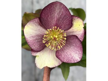 'Coseh 5400' HGC ICE N' ROSES ROSADO - ciemiernik glandorfski
Helleborus xglandorfensis - 'Coseh 5400' HGC ICE N' ROSES ROSADO