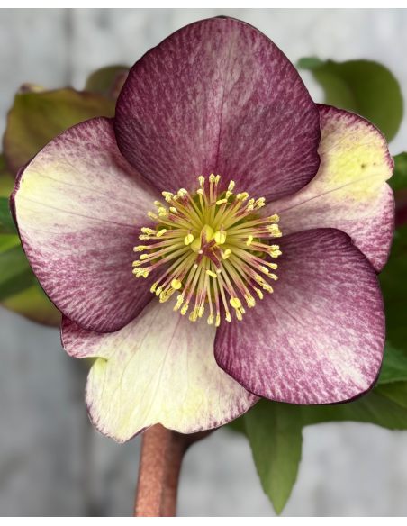 'Coseh 5400' HGC ICE N' ROSES ROSADO - ciemiernik glandorfski
Helleborus xglandorfensis - 'Coseh 5400' HGC ICE N' ROSES ROSADO