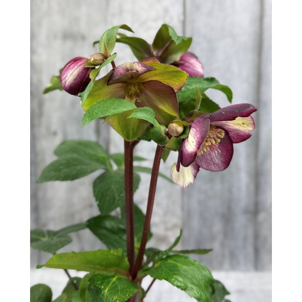 'Coseh 5400' HGC ICE N' ROSES ROSADO - ciemiernik glandorfski
Helleborus xglandorfensis - 'Coseh 5400' HGC ICE N' ROSES ROSADO