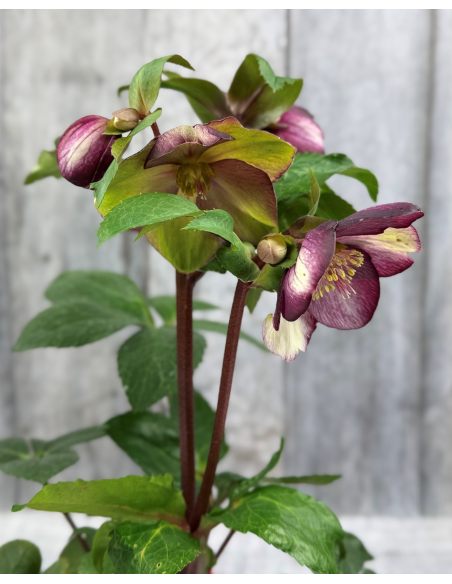 'Coseh 5400' HGC ICE N' ROSES ROSADO - ciemiernik glandorfski
Helleborus xglandorfensis - 'Coseh 5400' HGC ICE N' ROSES ROSADO