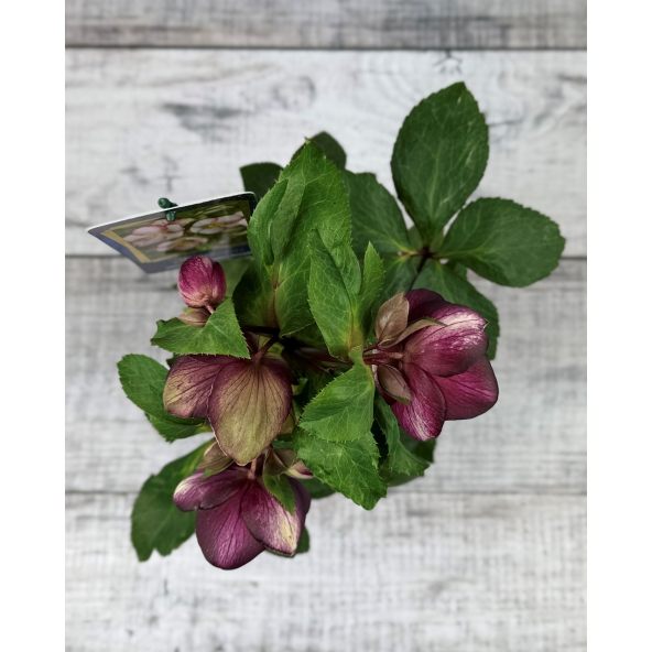 'Coseh 5400' HGC ICE N' ROSES ROSADO - ciemiernik glandorfski
Helleborus xglandorfensis - 'Coseh 5400' HGC ICE N' ROSES ROSADO