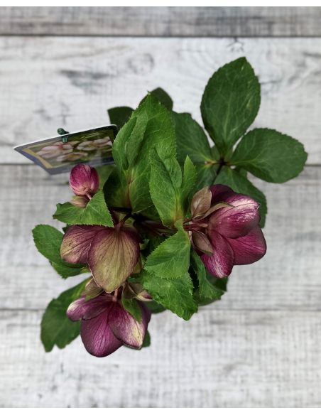 'Coseh 5400' HGC ICE N' ROSES ROSADO - ciemiernik glandorfski
Helleborus xglandorfensis - 'Coseh 5400' HGC ICE N' ROSES ROSADO