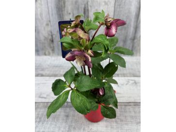 'Coseh 5400' HGC ICE N' ROSES ROSADO - ciemiernik glandorfski
Helleborus xglandorfensis - 'Coseh 5400' HGC ICE N' ROSES ROSADO 2