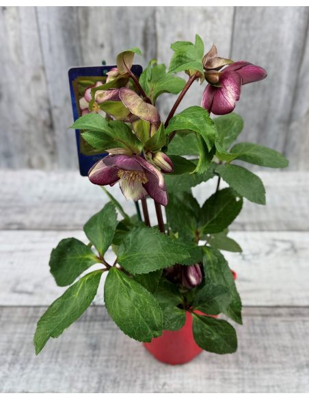 'Coseh 5400' HGC ICE N' ROSES ROSADO - ciemiernik glandorfski
Helleborus xglandorfensis - 'Coseh 5400' HGC ICE N' ROSES ROSADO