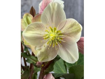 'Coseh 790' HGC SHOOTING STAR - ciemiernik Erica Smitha
Helleborus xericsmith - 'Coseh 790' HGC SHOOTING STAR
