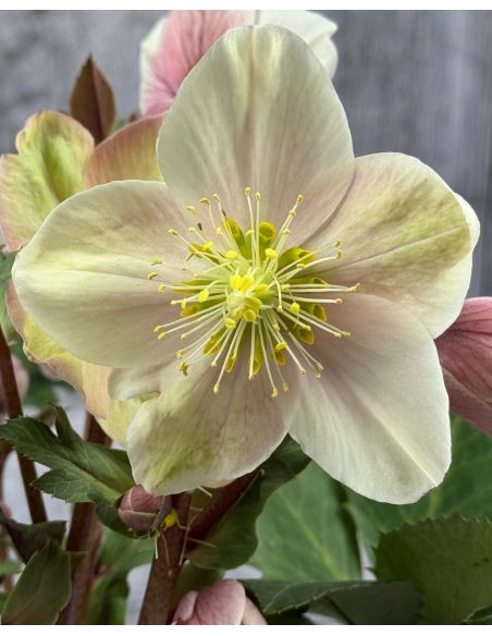 'Coseh 790' HGC SHOOTING STAR - ciemiernik Erica Smitha
Helleborus xericsmith - 'Coseh 790' HGC SHOOTING STAR