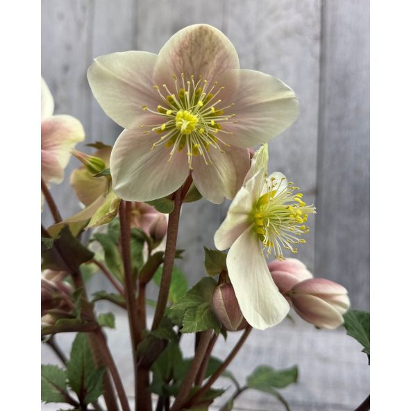 'Coseh 790' HGC SHOOTING STAR - ciemiernik Erica Smitha
Helleborus xericsmith - 'Coseh 790' HGC SHOOTING STAR
