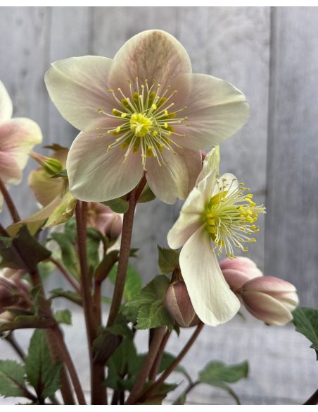 'Coseh 790' HGC SHOOTING STAR - ciemiernik Erica Smitha
Helleborus xericsmith - 'Coseh 790' HGC SHOOTING STAR