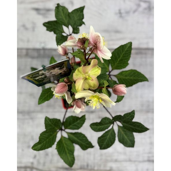 'Coseh 790' HGC SHOOTING STAR - ciemiernik Erica Smitha
Helleborus xericsmith - 'Coseh 790' HGC SHOOTING STAR