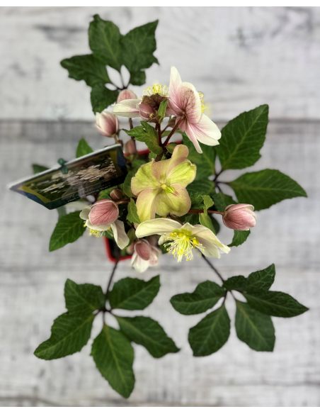 'Coseh 790' HGC SHOOTING STAR - ciemiernik Erica Smitha
Helleborus xericsmith - 'Coseh 790' HGC SHOOTING STAR