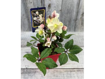 'Coseh 790' HGC SHOOTING STAR - ciemiernik Erica Smitha
Helleborus xericsmith - 'Coseh 790' HGC SHOOTING STAR 2