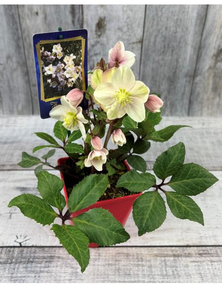 'Coseh 790' HGC SHOOTING STAR - ciemiernik Erica Smitha
Helleborus xericsmith - 'Coseh 790' HGC SHOOTING STAR
