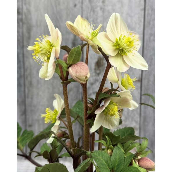 Ciemiernik Erica Smitha 'Coseh 790' HGC...