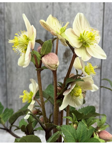 Ciemiernik Erica Smitha 'Coseh 790' HGC SHOOTING STAR