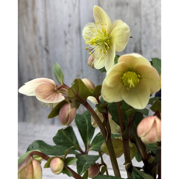 'Coseh 800' HGC SNOW DANCE - ciemiernik Ballard
Helleborus xballardiae - 'Coseh 800' HGC SNOW DANCE