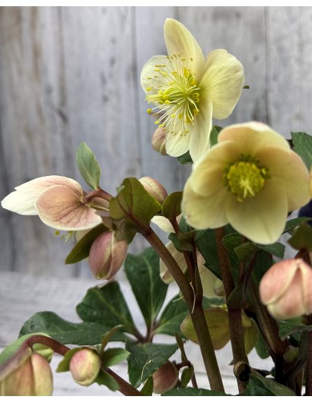 'Coseh 800' HGC SNOW DANCE - ciemiernik Ballard
Helleborus xballardiae - 'Coseh 800' HGC SNOW DANCE 'Coseh 800' HGC SNOW DANCE - ciemiernik Ballard
Helleborus xballardiae - 'Coseh 800' HGC SNOW DANCE