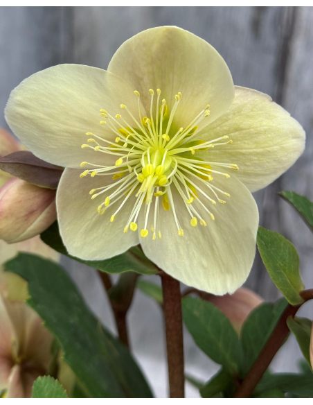 'Coseh 800' HGC SNOW DANCE - ciemiernik Ballard
Helleborus xballardiae - 'Coseh 800' HGC SNOW DANCE 'Coseh 800' HGC SNOW DANCE - ciemiernik Ballard
Helleborus xballardiae - 'Coseh 800' HGC SNOW DANCE