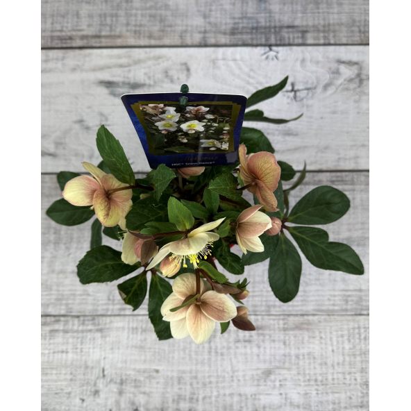 'Coseh 800' HGC SNOW DANCE - ciemiernik Ballard
Helleborus xballardiae - 'Coseh 800' HGC SNOW DANCE